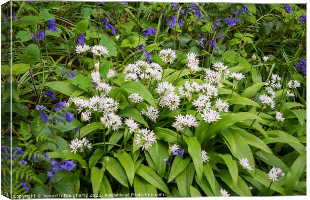 Wild Orchids and bluebells. Canvas Print by kenneth Dougherty