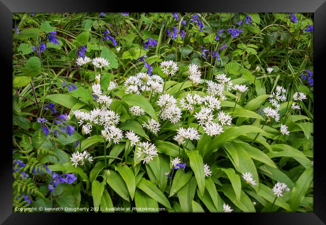 Wild Orchids and bluebells. Framed Print by kenneth Dougherty