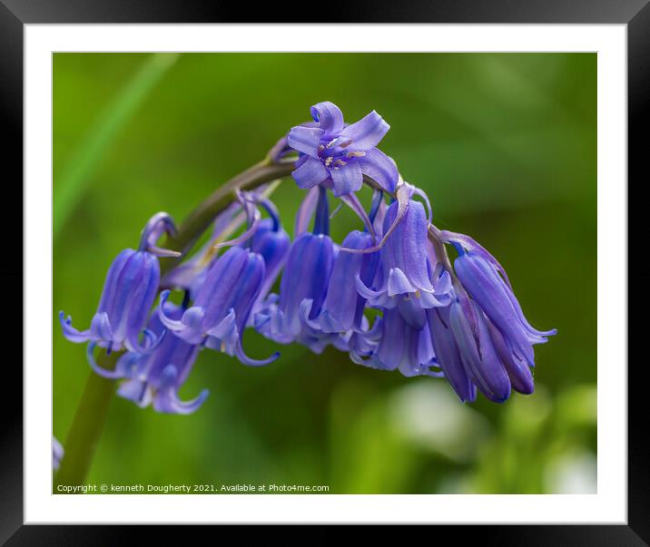 bluebells Framed Mounted Print by kenneth Dougherty