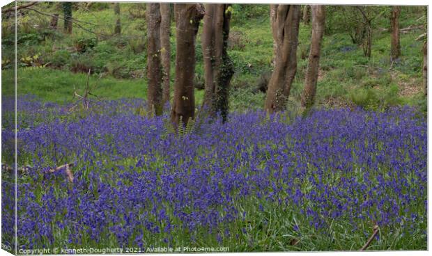 wild bluebells Canvas Print by kenneth Dougherty