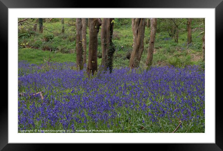 wild bluebells Framed Mounted Print by kenneth Dougherty