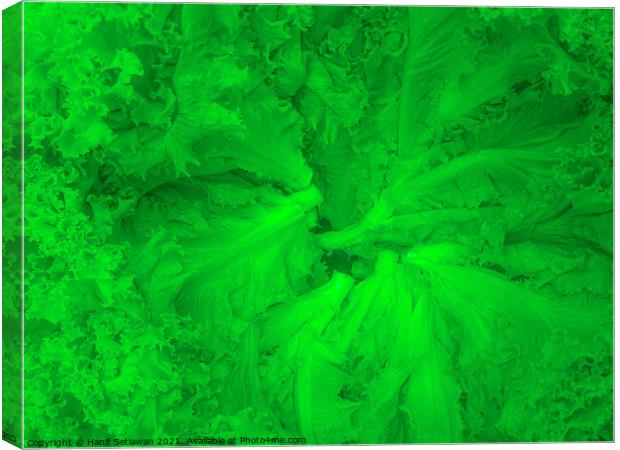 Lettuce green salad leafs arranged in a circle Canvas Print by Hanif Setiawan