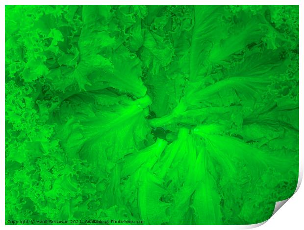 Lettuce green salad leafs arranged in a circle Print by Hanif Setiawan