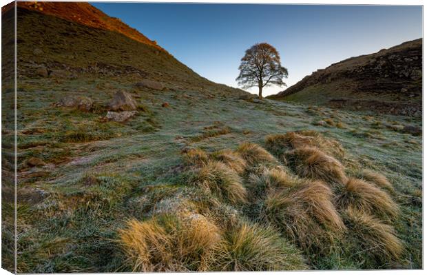Sycamore tree Hadrian's Wall Canvas Print by Michael Brookes