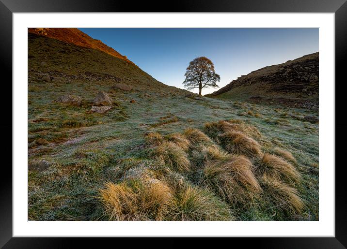 Sycamore tree Hadrian's Wall Framed Mounted Print by Michael Brookes