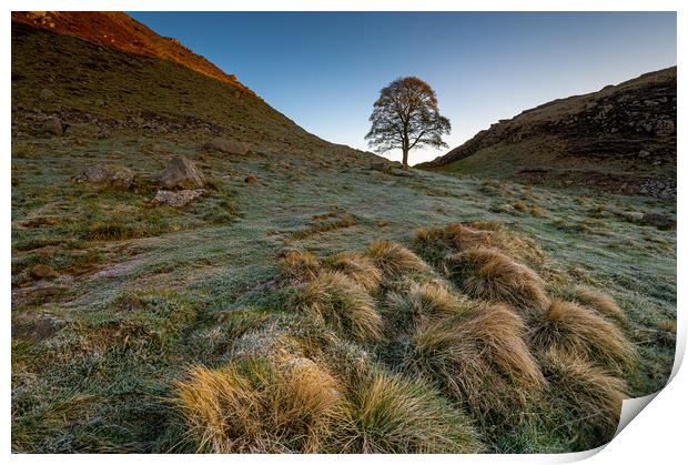 Sycamore tree Hadrian's Wall Print by Michael Brookes
