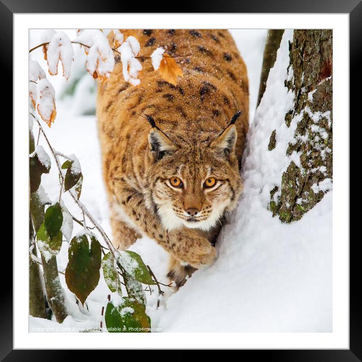 Eurasian lynx (Lynx lynx) Framed Mounted Print by Dirk Rüter