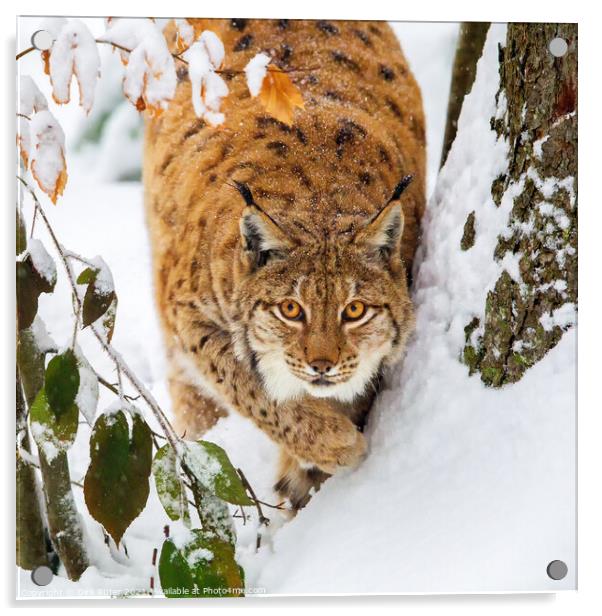 Eurasian lynx (Lynx lynx) Acrylic by Dirk Rüter