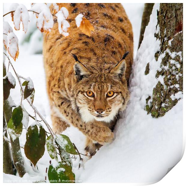 Eurasian lynx (Lynx lynx) Print by Dirk Rüter