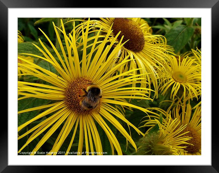 Bee Happy - Inula Hookeri Framed Mounted Print by Susie Hawkins