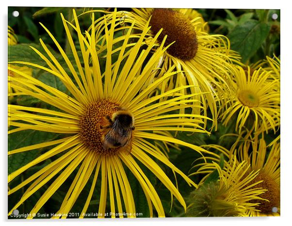 Bee Happy - Inula Hookeri Acrylic by Susie Hawkins