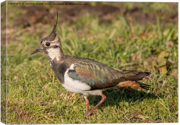 Majestic Lapwing at Sunset Canvas Print by tammy mellor