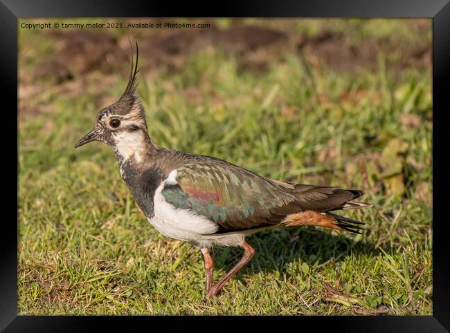 Majestic Lapwing at Sunset Framed Print by tammy mellor
