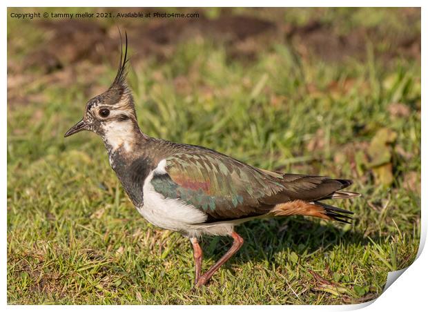 Majestic Lapwing at Sunset Print by tammy mellor