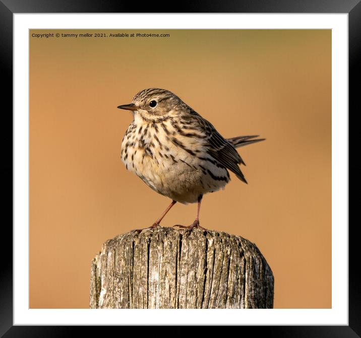 Majestic Meadow Pipit Framed Mounted Print by tammy mellor