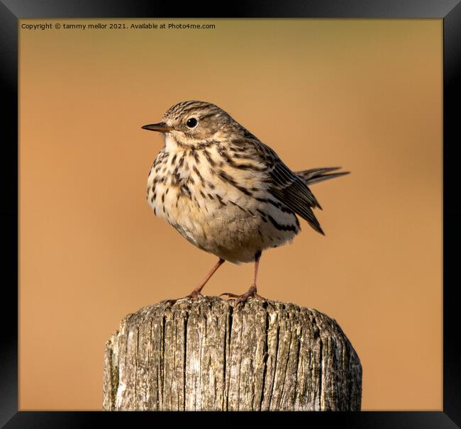 Majestic Meadow Pipit Framed Print by tammy mellor