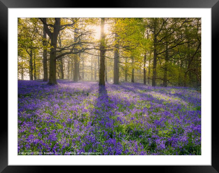 Enchanted Bluebell Wood Framed Mounted Print by Rick Bowden
