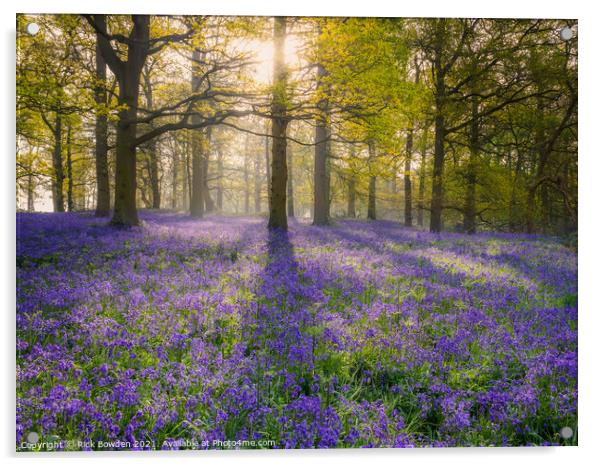 Enchanted Bluebell Wood Acrylic by Rick Bowden