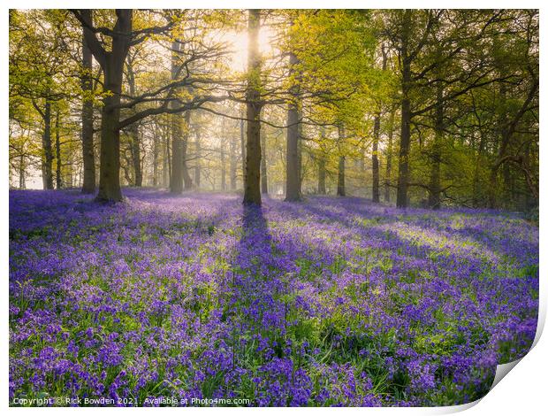 Enchanted Bluebell Wood Print by Rick Bowden