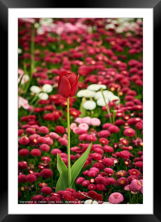 A pink flower on a plant Framed Mounted Print by Ciaran Craig