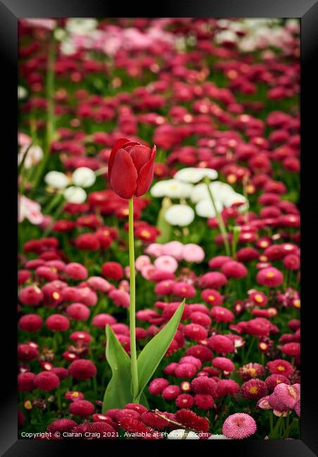 A pink flower on a plant Framed Print by Ciaran Craig