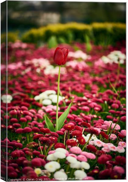Little Red Tulip  Canvas Print by Ciaran Craig