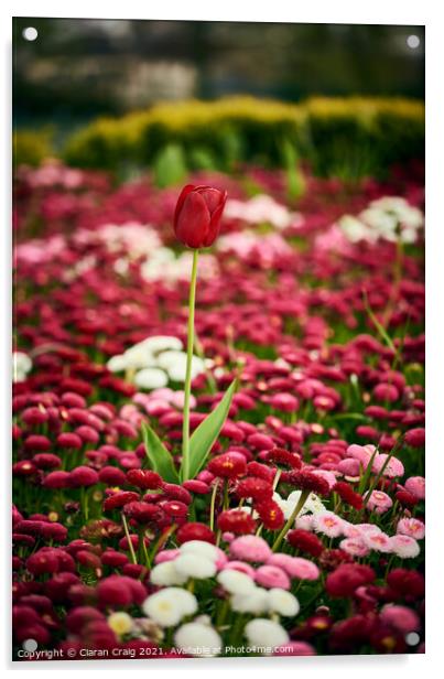 Little Red Tulip  Acrylic by Ciaran Craig