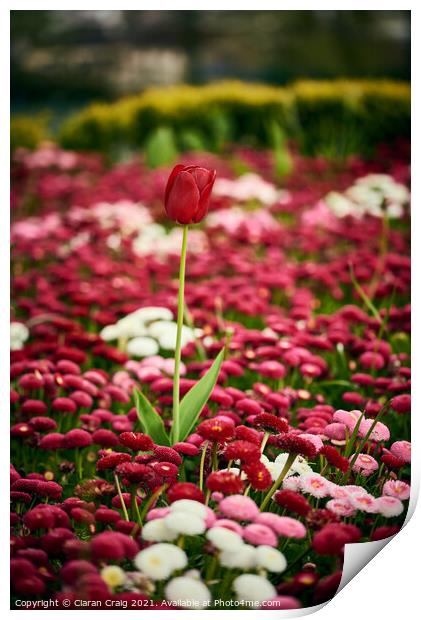 Little Red Tulip  Print by Ciaran Craig