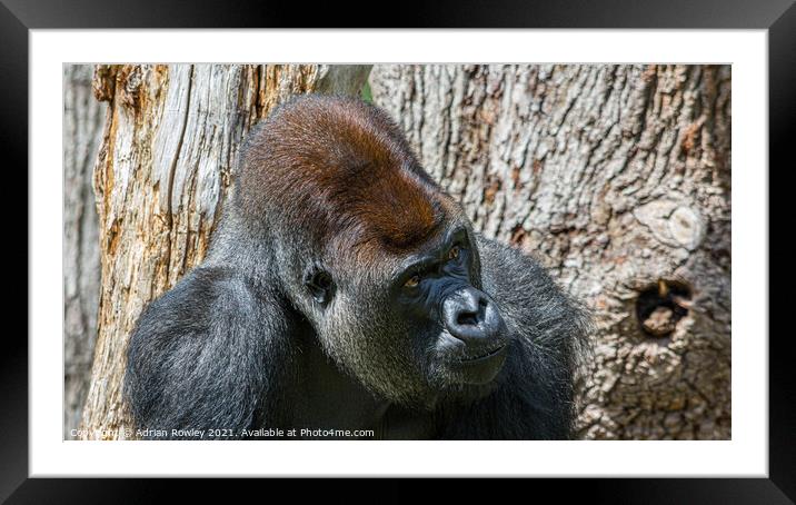 Silverback Framed Mounted Print by Adrian Rowley