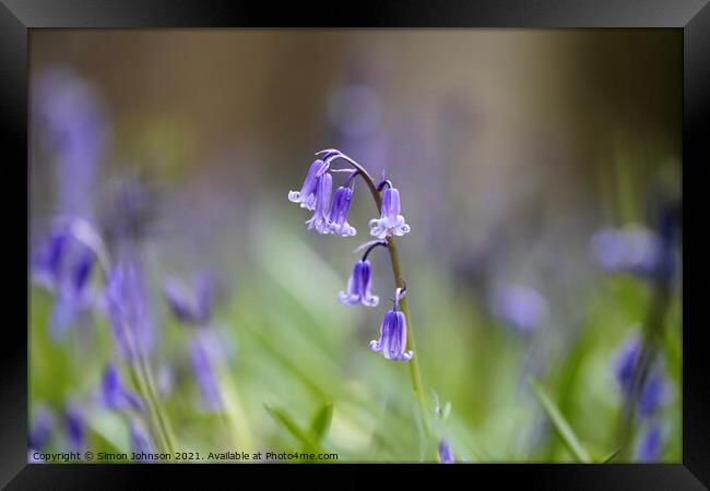 Plant flower Framed Print by Simon Johnson