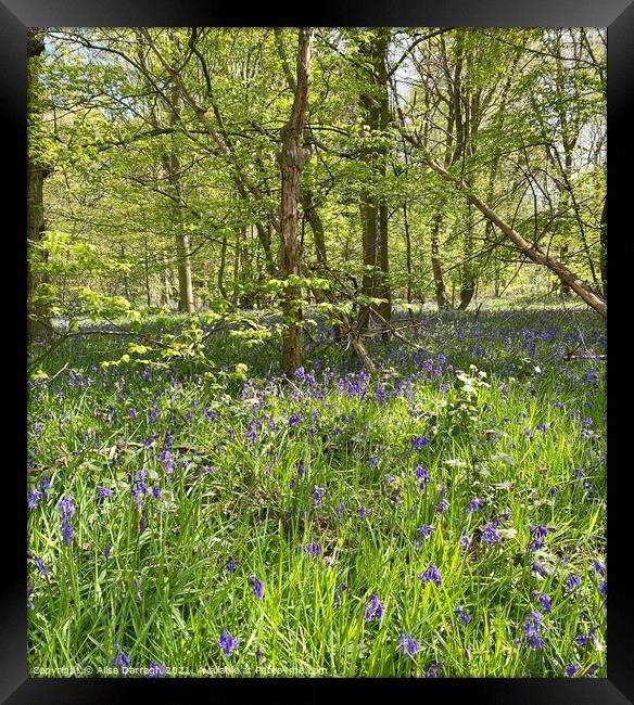 Bluebells at Hanningfield Reservoir  Framed Print by Ailsa Darragh