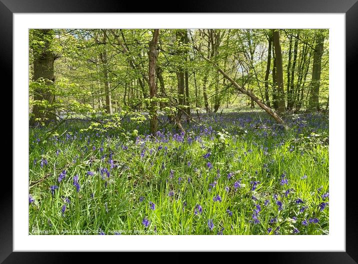 Scene of Bluebells in woods at Hanningfield Reservoir  Framed Mounted Print by Ailsa Darragh