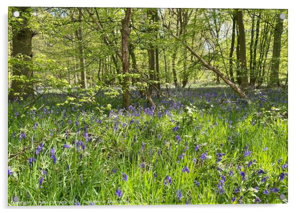 Scene of Bluebells in woods at Hanningfield Reservoir  Acrylic by Ailsa Darragh