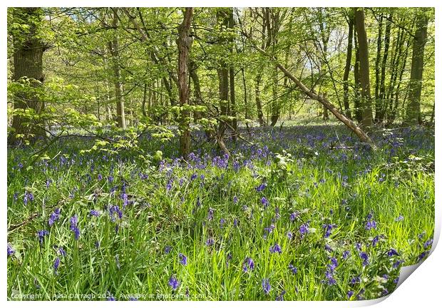 Scene of Bluebells in woods at Hanningfield Reservoir  Print by Ailsa Darragh
