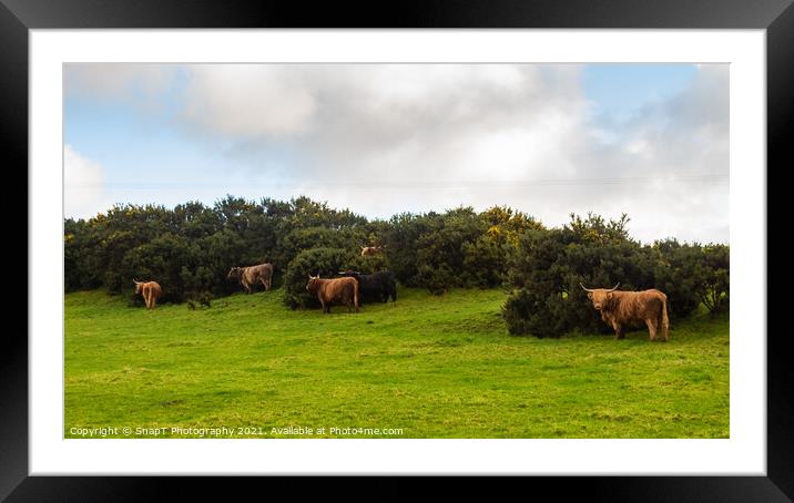 A highland cow sheltering from the wind behind a gorse bush in a green field Framed Mounted Print by SnapT Photography