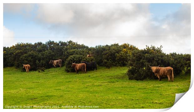 A highland cow sheltering from the wind behind a gorse bush in a green field Print by SnapT Photography