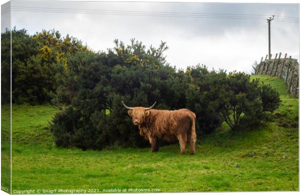 A highland cow sheltering from the wind behind a gorse bush in a green field Canvas Print by SnapT Photography