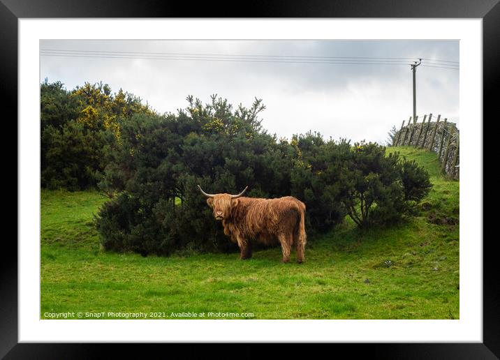 A highland cow sheltering from the wind behind a gorse bush in a green field Framed Mounted Print by SnapT Photography