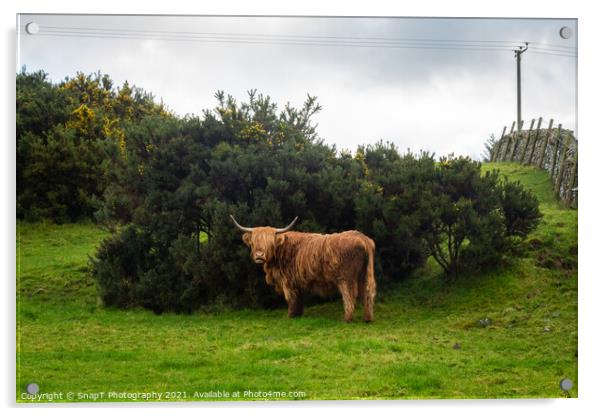 A highland cow sheltering from the wind behind a gorse bush in a green field Acrylic by SnapT Photography