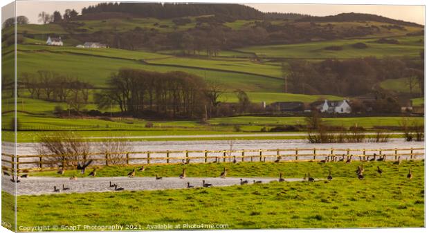 Flock or gaggle of barnacle geese in a field beside a flooded winter river Canvas Print by SnapT Photography