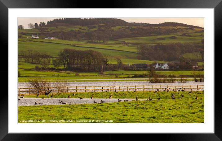 Flock or gaggle of barnacle geese in a field beside a flooded winter river Framed Mounted Print by SnapT Photography