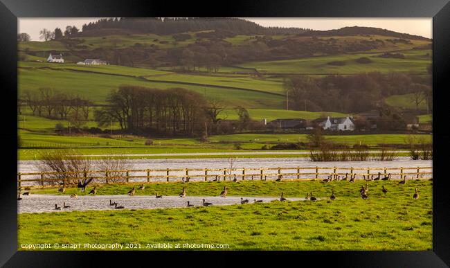 Flock or gaggle of barnacle geese in a field beside a flooded winter river Framed Print by SnapT Photography
