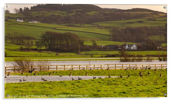 Flock or gaggle of barnacle geese in a field beside a flooded winter river Acrylic by SnapT Photography