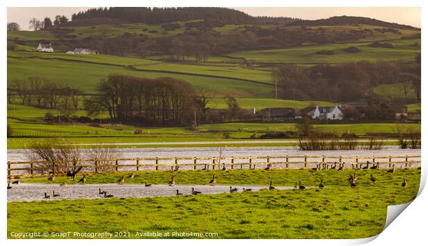 Flock or gaggle of barnacle geese in a field beside a flooded winter river Print by SnapT Photography