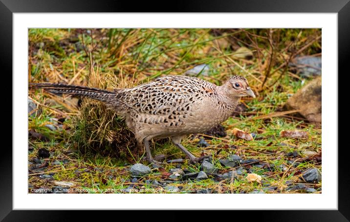 A female common pheasant walking on the ground in winter Framed Mounted Print by SnapT Photography