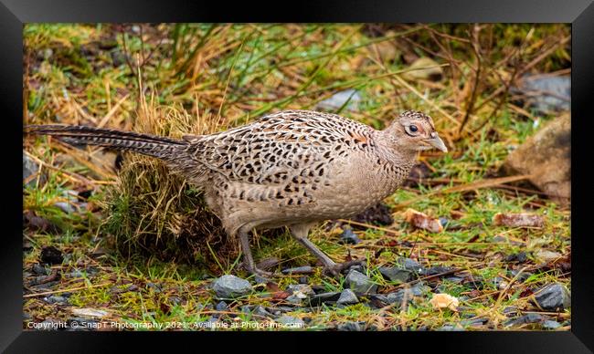 A female common pheasant walking on the ground in winter Framed Print by SnapT Photography
