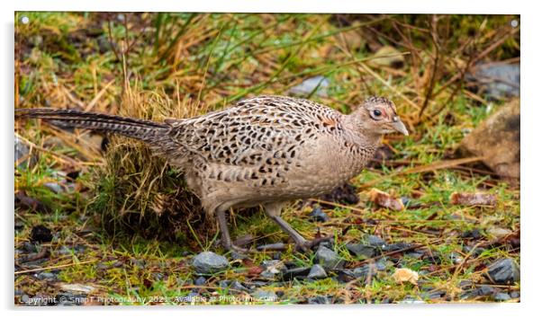A female common pheasant walking on the ground in winter Acrylic by SnapT Photography