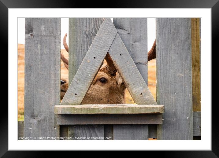 A red deer stag looking through a wooden fence at the Galloway Red Deer Range Framed Mounted Print by SnapT Photography