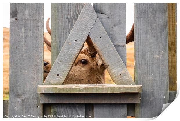 A red deer stag looking through a wooden fence at the Galloway Red Deer Range Print by SnapT Photography
