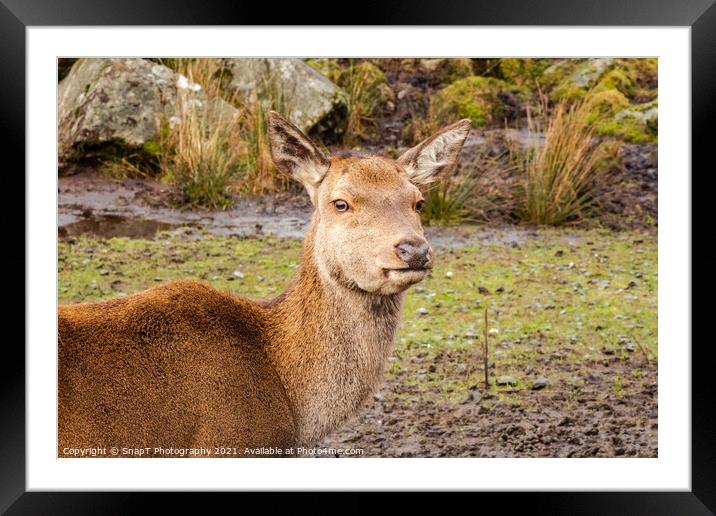 A red doe female deer standing on a hill in the scottish highlands Framed Mounted Print by SnapT Photography